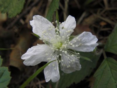 Den lille anemone